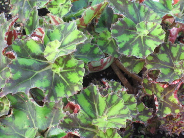 B. ‘Bowkit’
